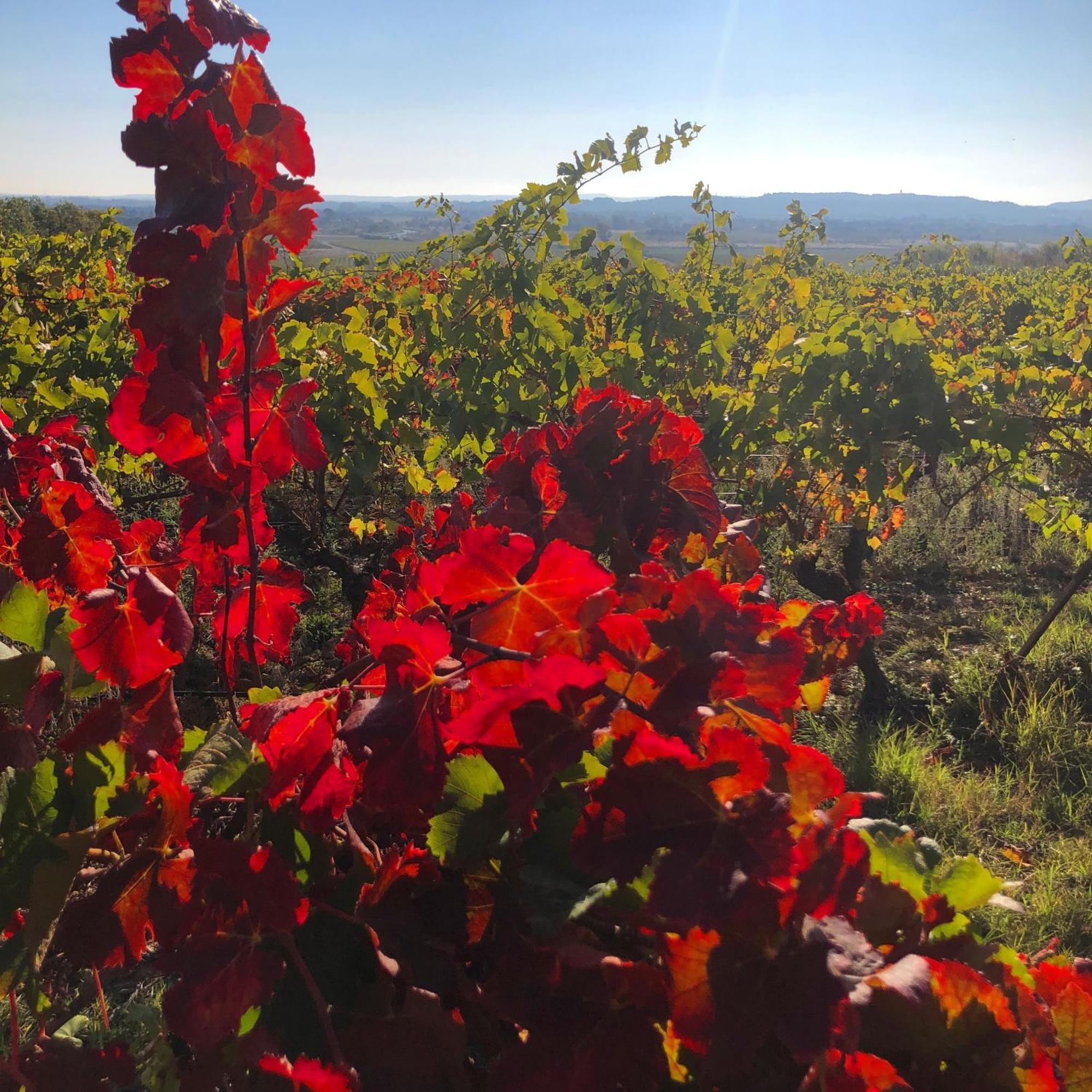 Maison Du Midi, 2 Gites De Charme Ginestas ภายนอก รูปภาพ